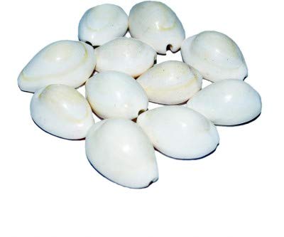 White Kaudi
