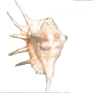 Panch Mukhi Shankh