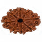 Six Mukhi Rudraksha
