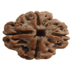 Three Mukhi Rudraksha