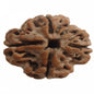 Three Mukhi Rudraksha